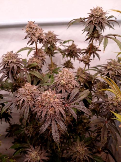 Lemon Cherry Runtz 🍒 🍋 💥. Week 12