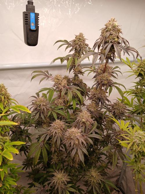 Lemon Cherry Runtz 🍒 🍋 💥. Week 12