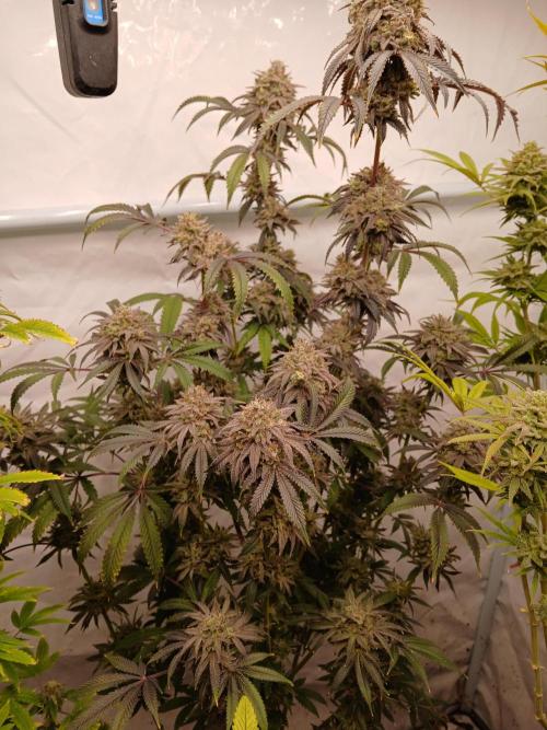 Lemon Cherry Runtz 🍒 🍋 💥. Week 12