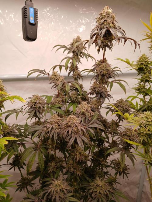 Lemon Cherry Runtz 🍒 🍋 💥. Week 12