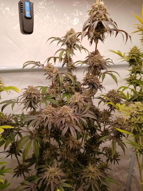 Lemon Cherry Runtz 🍒 🍋 💥. Week 12