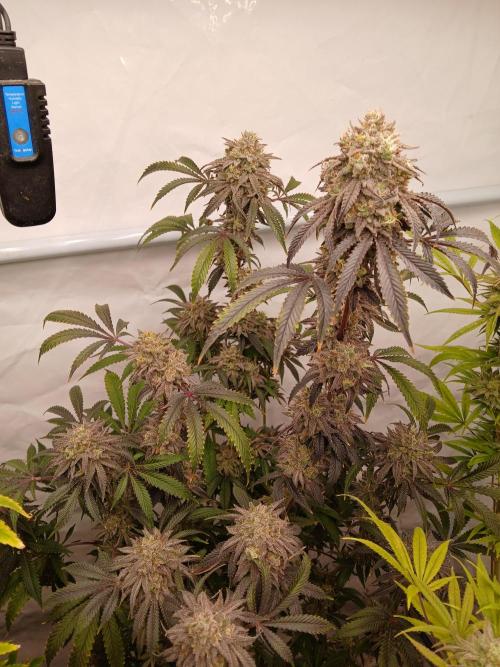 Lemon Cherry Runtz 🍒 🍋 💥. Week 12