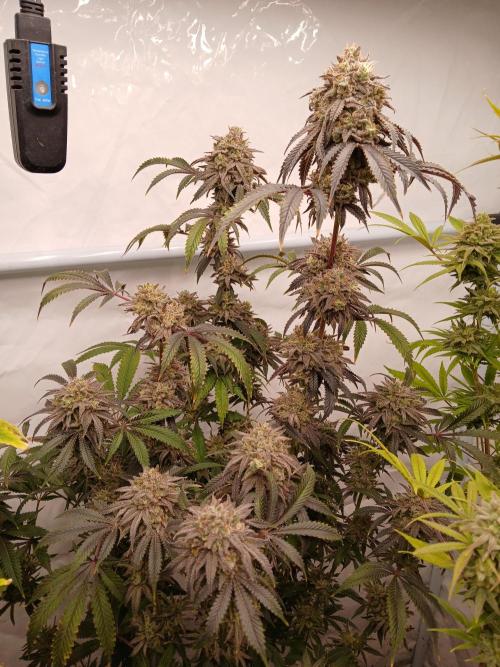 Lemon Cherry Runtz 🍒 🍋 💥. Week 12