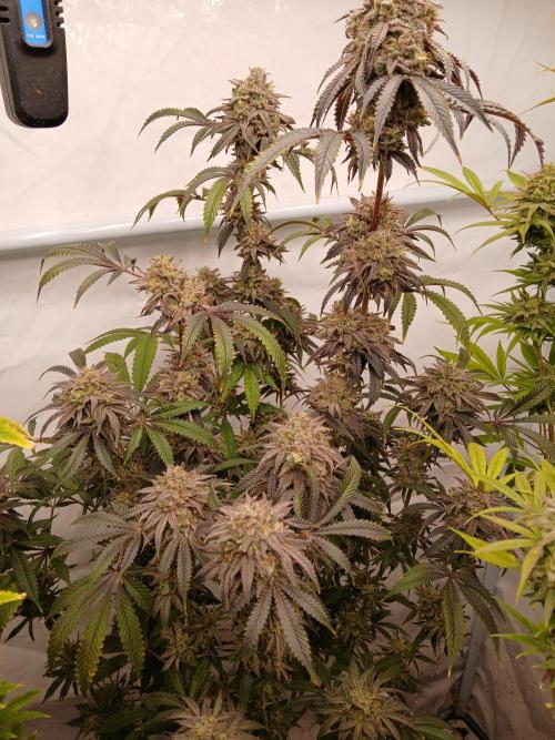 Lemon Cherry Runtz 🍒 🍋 💥. Week 12