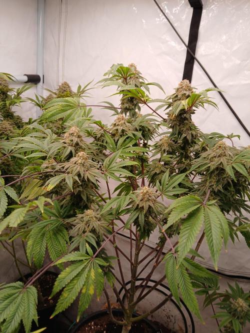 Lemon Paya. Week 10