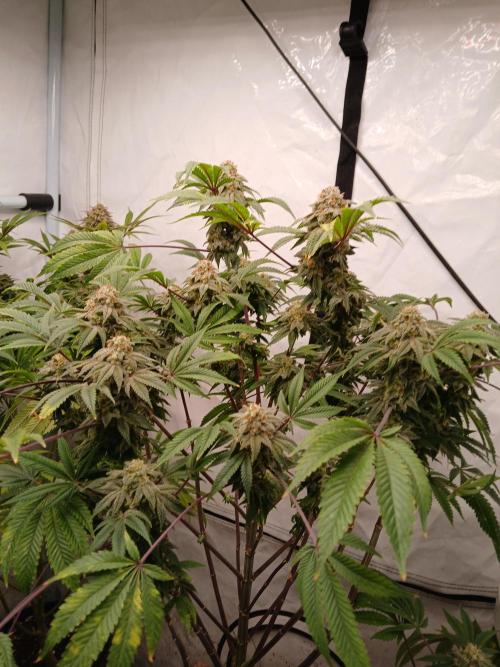 Lemon Paya. Week 10