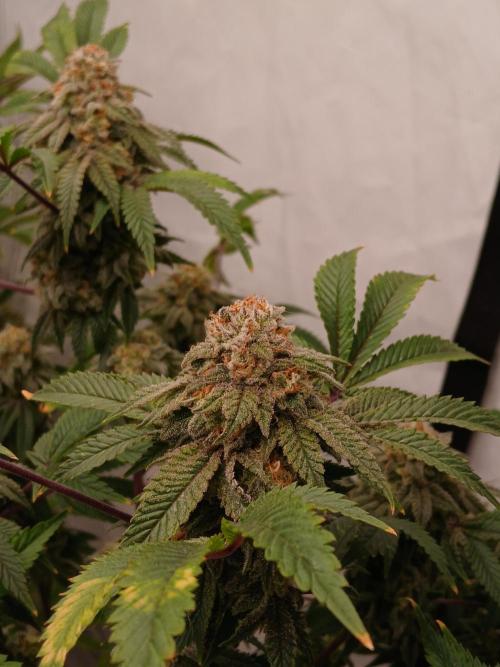Lemon Paya. Week 10