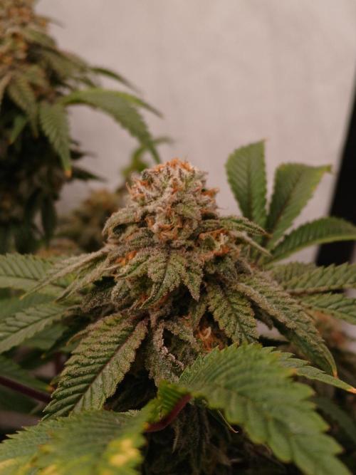 Lemon Paya. Week 10