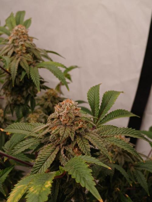 Lemon Paya. Week 10