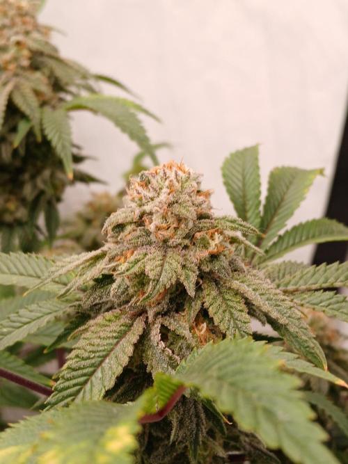 Lemon Paya. Week 10