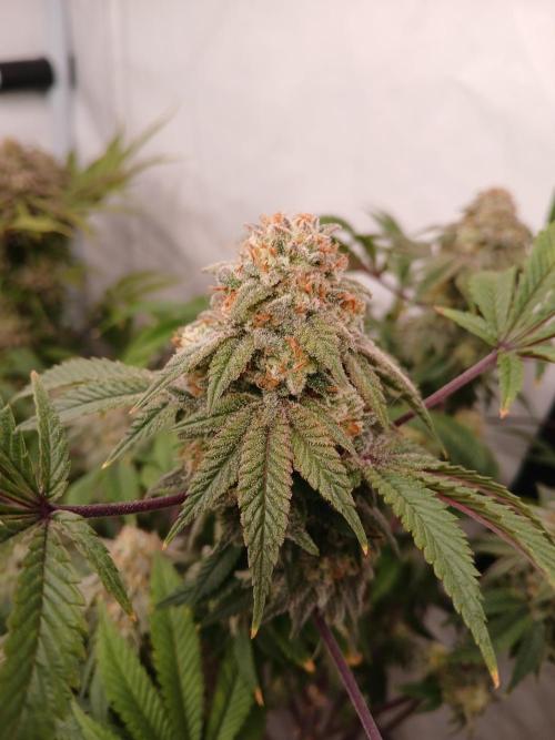 Lemon Paya. Week 10