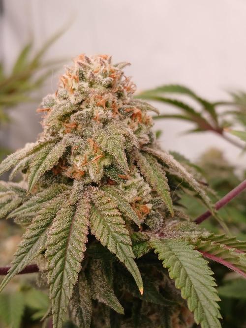 Lemon Paya. Week 10