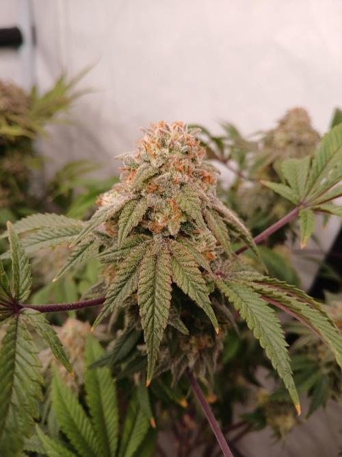 Lemon Paya. Week 10