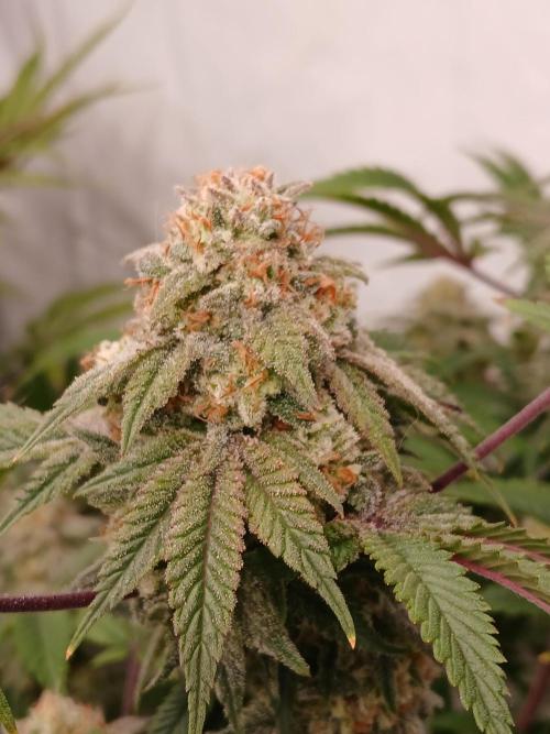Lemon Paya. Week 10