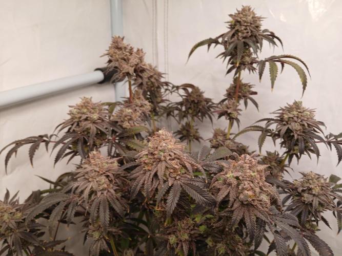 Lemon Cherry Runtz 🍒 🍋 💥. Week 13