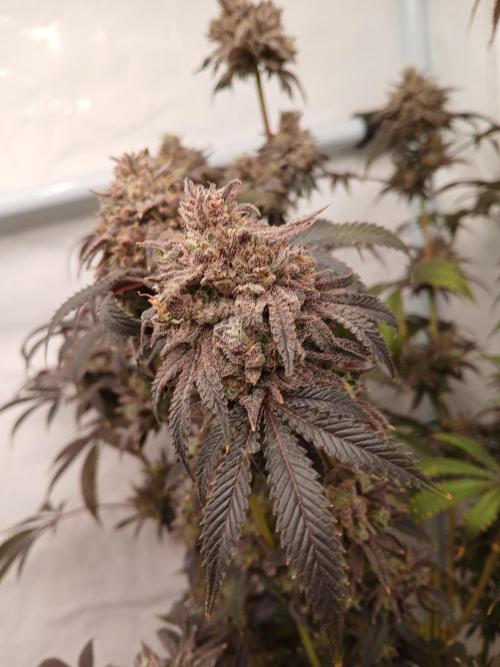Lemon Cherry Runtz 🍒 🍋 💥. Week 13
