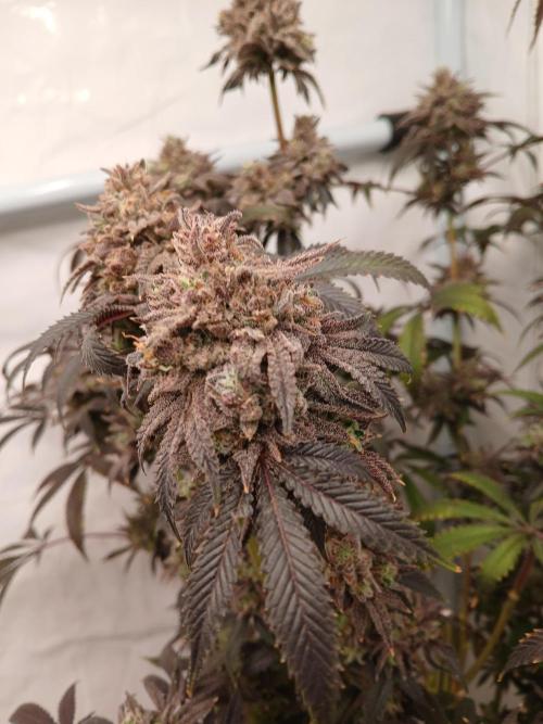 Lemon Cherry Runtz 🍒 🍋 💥. Week 13
