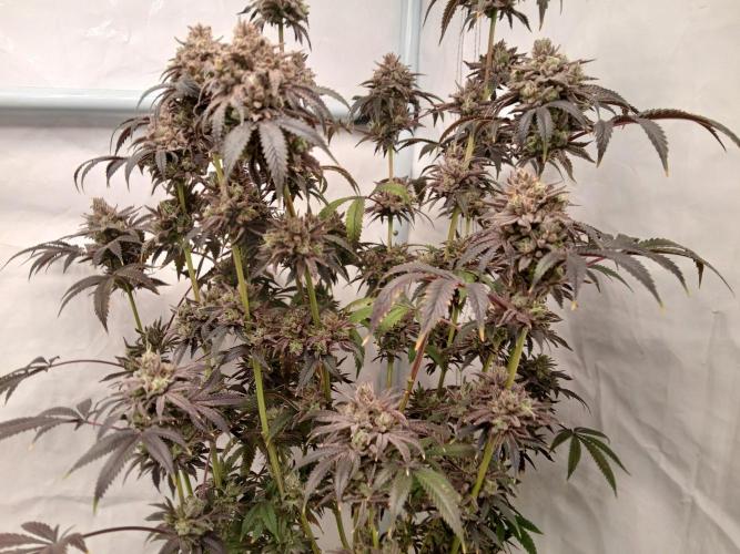 Lemon Cherry Runtz 🍒 🍋 💥. Week 13