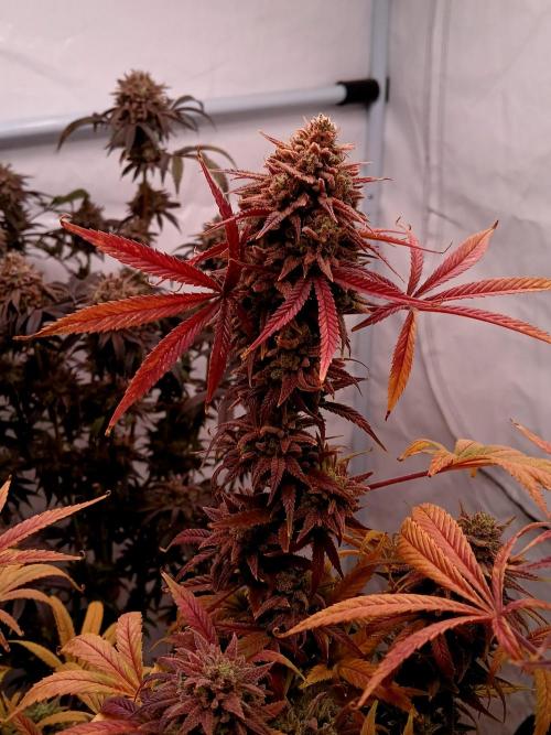 Cheese x Runtz = Chuntz. Week 13