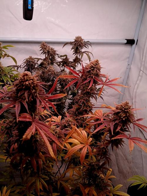 Cheese x Runtz = Chuntz. Week 13