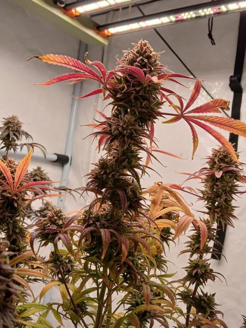Cheese x Runtz = Chuntz. Week 13
