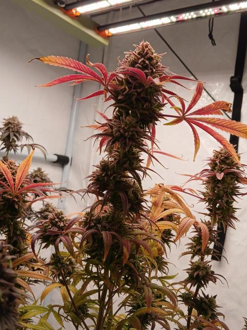 Cheese x Runtz = Chuntz. Week 13
