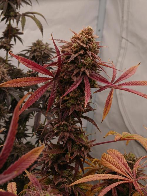 Cheese x Runtz = Chuntz. Week 13