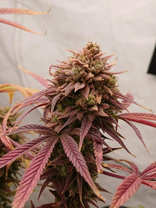 Cheese x Runtz = Chuntz. Week 13