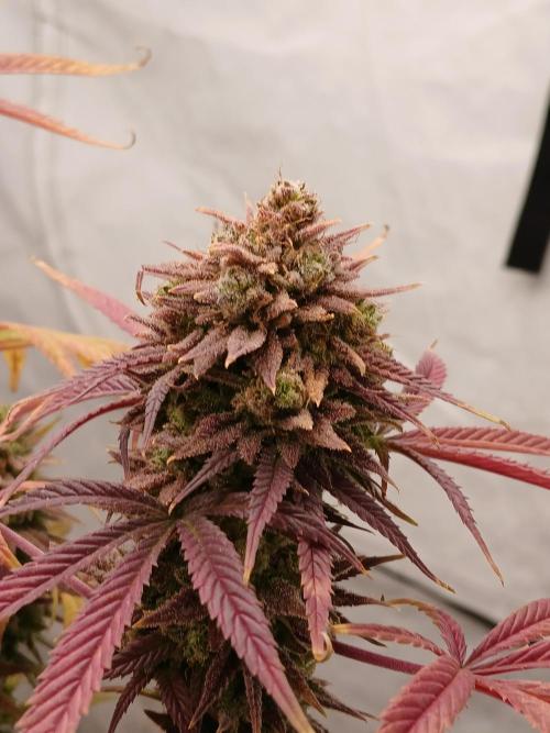Cheese x Runtz = Chuntz. Week 13