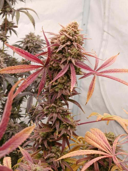 Cheese x Runtz = Chuntz. Week 13