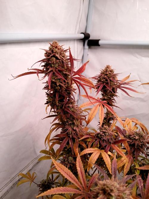 Cheese x Runtz = Chuntz. Week 13
