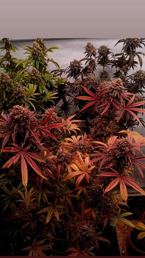 Chuntz . Week 13