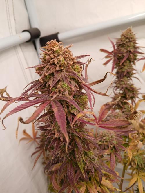 Cheese x Runtz = Chuntz. Week 14