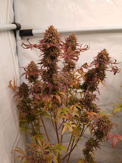 Cheese x Runtz = Chuntz. Week 14