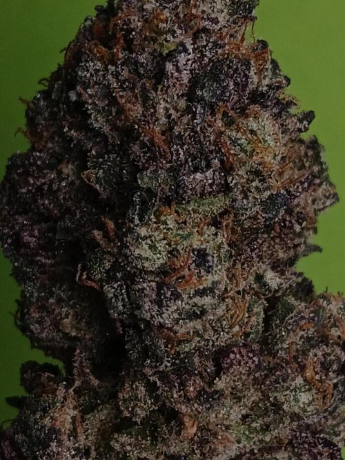 SLH x GMO. Week 12