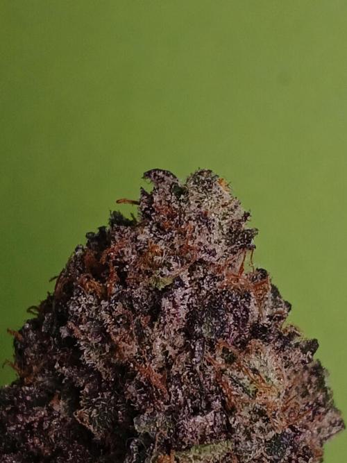 SLH x GMO. Week 12