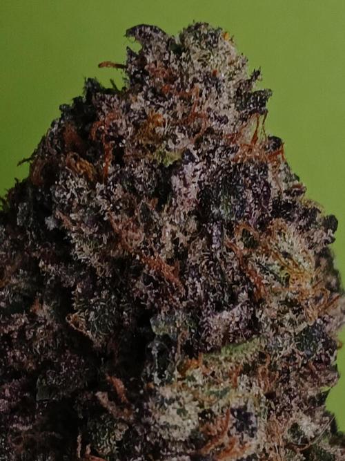 SLH x GMO. Week 12