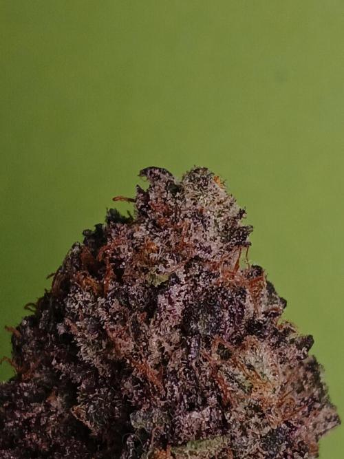 SLH x GMO. Week 12