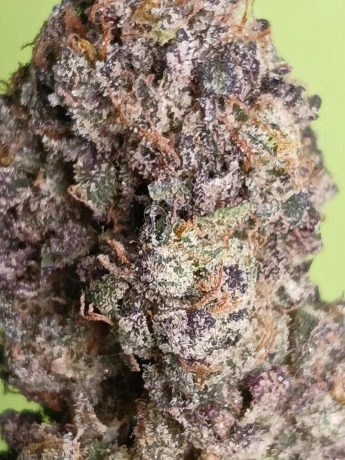 SLH x GMO. Week 12