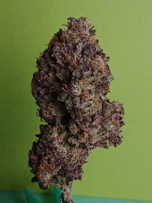 SLH x GMO. Week 12