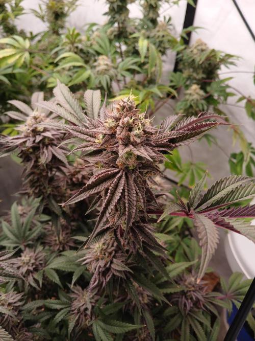 SLH x GMO. Week 12
