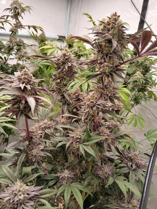 SLH x GMO. Week 12