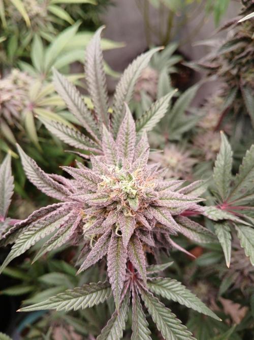 SLH x GMO. Week 12