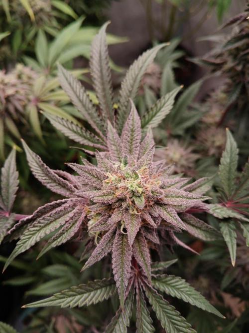 SLH x GMO. Week 12