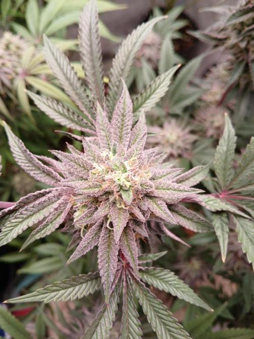 Super Lemon Haze X GMO. Week 12