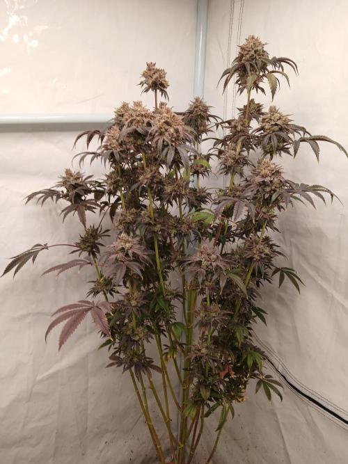 Lemon Cherry Runtz 🍒 🍋 💥. Week 14