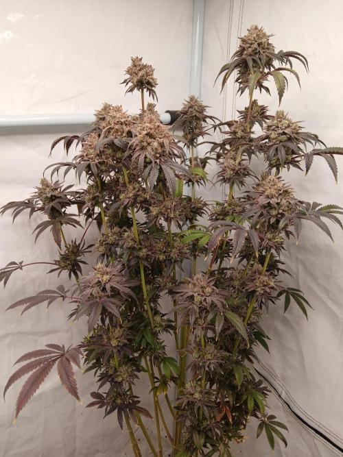 Lemon Cherry Runtz 🍒 🍋 💥. Week 14
