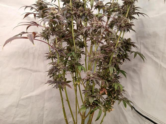 Lemon Cherry Runtz 🍒 🍋 💥. Week 14