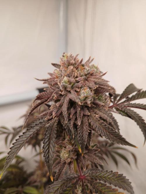 Lemon Cherry Runtz 🍒 🍋 💥. Week 14