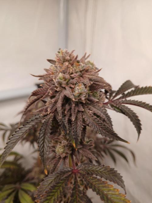 Lemon Cherry Runtz 🍒 🍋 💥. Week 14